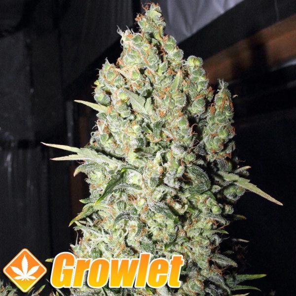 Chronic feminized cannabis seeds