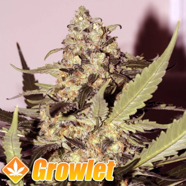 Green Poison feminized seeds from Sweet Seeds