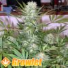 G13 Haze semillas feminizadas de cannabis