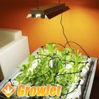 Fluorescent kit PL 2 x 55 W for growth