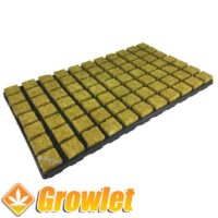 Tray of rockwool cubes to germinate seeds or make cuttings