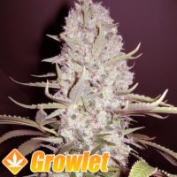White Widow x Big Bud feminized cannabis seeds