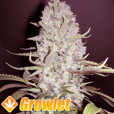 White Widow x Big Bud semillas feminizadas de cannabis