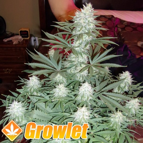C99 Cinderella semillas feminizadas de cannabis