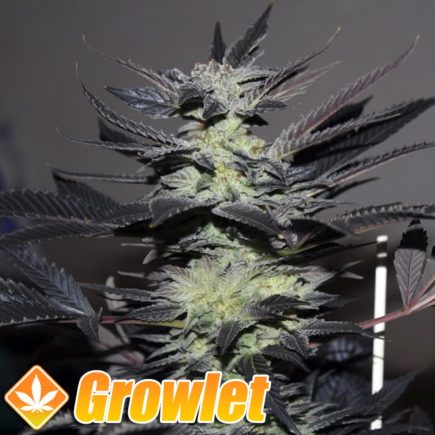 Edy semillas regulares de cannabis