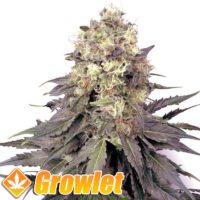 White Widow XL feminized cannabis seeds