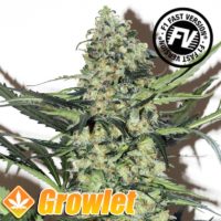 Feminized seeds Green Poison Fast Version Sweet Seeds