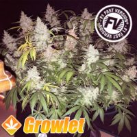 Feminized seeds Sweet Cheese Fast Version Sweet Seeds