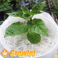 Perlite: Substrate for hydroponic cultivation