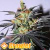 Agent Orange semillas regulares de cannabis