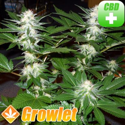 Nebula CBD semillas feminizadas de cannabis