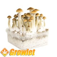 kit-bread-cultivation-colombian-mushrooms