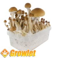 kit-pan-cultivation-mushrooms-mc-kennaii