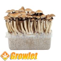 thai-mushroom-grow-kit-pan