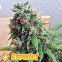 Green Crack feminized cannabis seeds