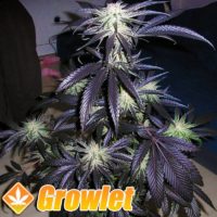 Peyote Purple regular cannabis seeds