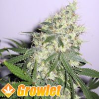 Super Silver XL feminized cannabis seeds