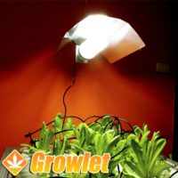 Agrolite 105 W fluorescent CFL for growth