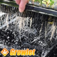 roots from cuttings in an aeroponic propagator