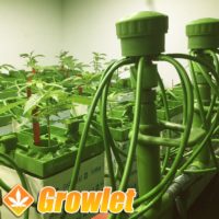 Floraflex Quick Disconnect es cultivo interior de cannabis