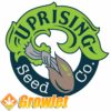The Gordon semillas de Uprising Seed Co
