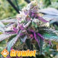 Tropsanto regular cannabis seeds from Oni Seed Co