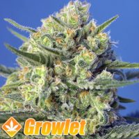 Crystal Candy Fast Version feminized seeds by Sweet Seeds