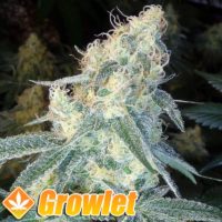 Over Dawg feminized seeds from Medical Seeds