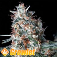 Utopia feminized seeds by Absolute Cannabis Seeds