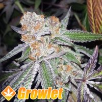 Do-Sweet-Dos feminized seeds from Sweet Seeds