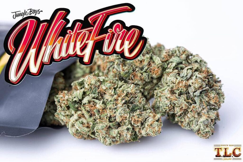 Cogollo de marihuana de White Fire OG de Jungle Boys