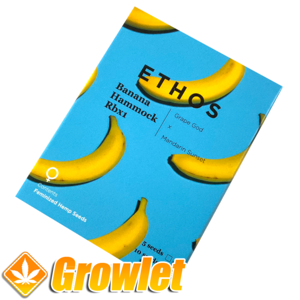 Banana Hammock R1 de Ethos Genetics