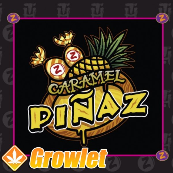 Caramel Piñaz marijuana seeds by Plantinum Seeds - Terp Hogz
