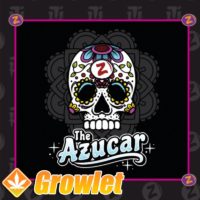 The Azucar marijuana seeds by Platinum Seeds - Terp Hogz