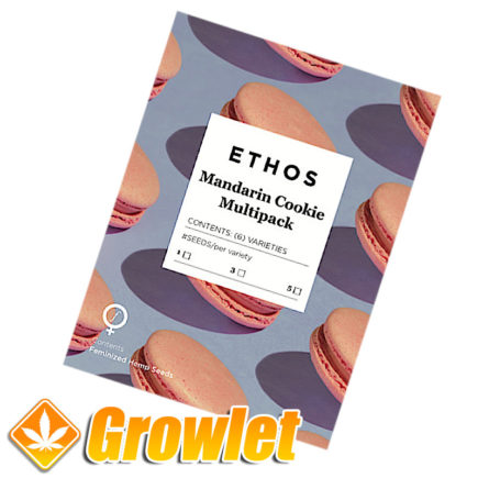 Mandarin Cookies Multipack de Ethos Genetics