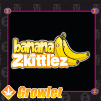 Banana Zkittlez from Plantinum Seeds