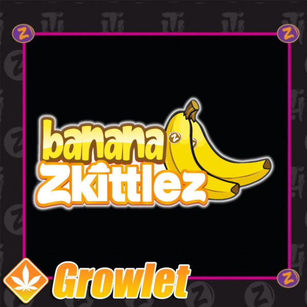 Banana Zkittlez de Plantinum Seeds