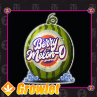 Berry Melon-O by Plantinum Seeds