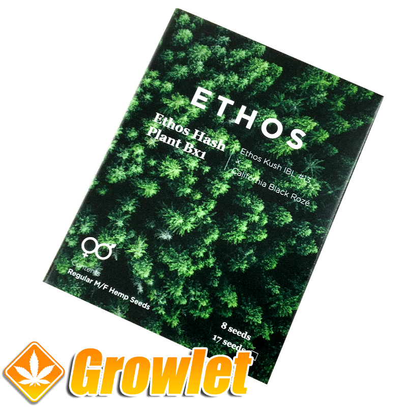 Ethos Hash Plant de Ethos Genetics