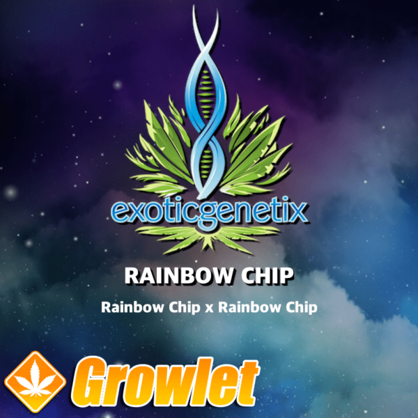 Rainbow Chip F2 de Exotic Genetix