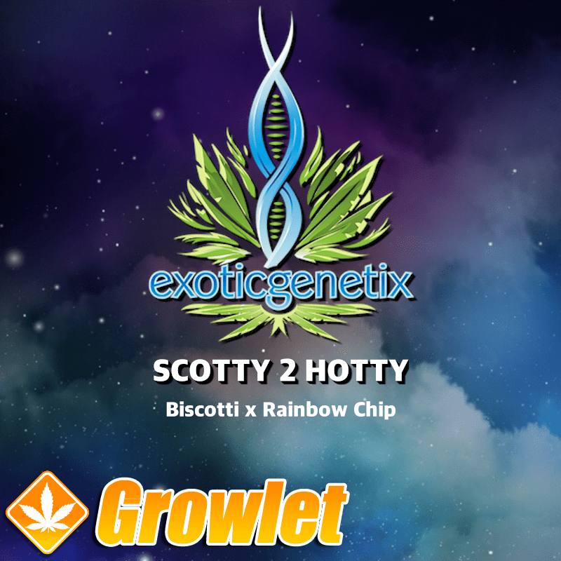 Scotty 2 Hotty de Exotic Genetix