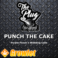 Punch The Cake feminized cannabis seeds