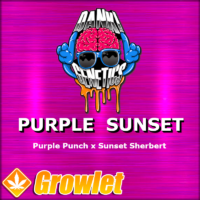 Purple Sunset feminized cannabis seeds