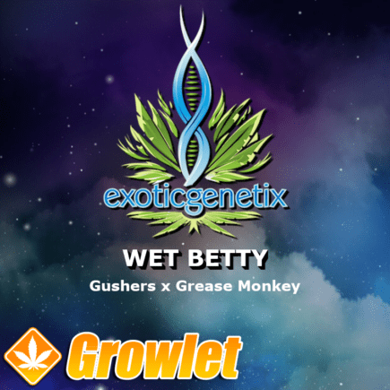 Wet Betty semillas feminizadas de cannabis