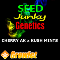 Cherry AK-47 x Kush Mints 11 Regular Cannabis Seeds