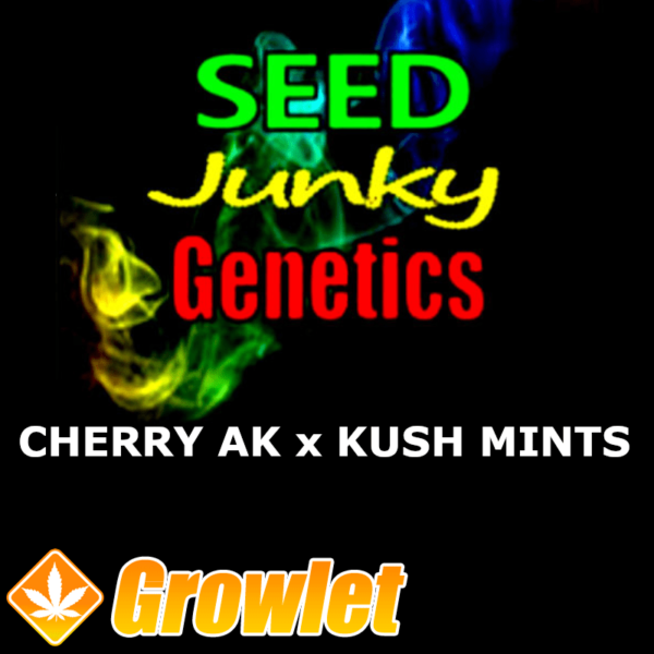 Cherry AK-47 x Kush Mints 11 semillas regulares de cannabis