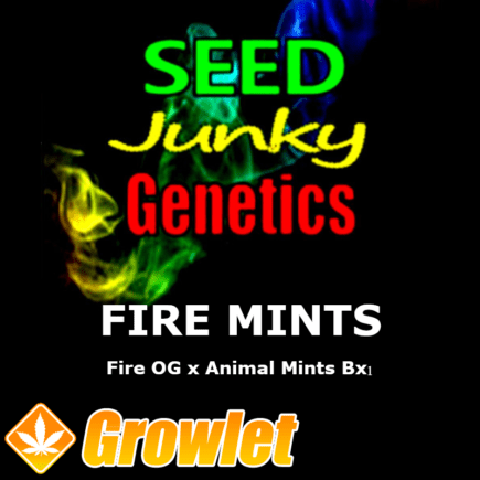 Fire Mints semillas regulares de cannabis