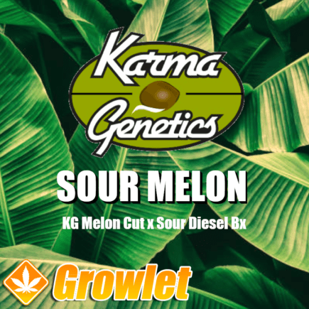 Sour Melon semillas regulares de cannabis