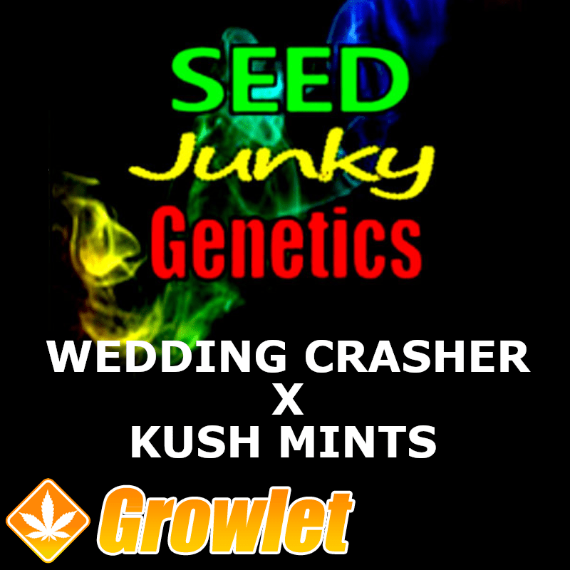 Wedding Crasher x Kush Mints 11 semillas regulares de cannabis