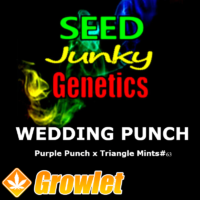 Wedding Punch semillas regulares de cannabis